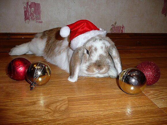 Sổ tay du lịch so tay du lich Sotaydulich Sotay Dulich Khampha Kham Pha Bui Hình ảnh ngỗ nghĩnh về động vật trong mùa noel