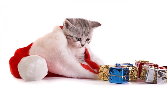 Sổ tay du lịch so tay du lich Sotaydulich Sotay Dulich Khampha Kham Pha Bui Hình ảnh ngỗ nghĩnh về động vật trong mùa noel
