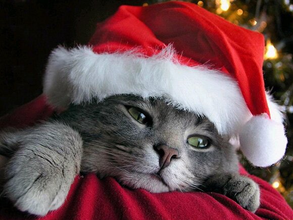 Sổ tay du lịch so tay du lich Sotaydulich Sotay Dulich Khampha Kham Pha Bui Hình ảnh ngỗ nghĩnh về động vật trong mùa noel