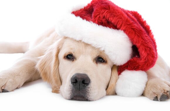 Sổ tay du lịch so tay du lich Sotaydulich Sotay Dulich Khampha Kham Pha Bui Hình ảnh ngỗ nghĩnh về động vật trong mùa noel