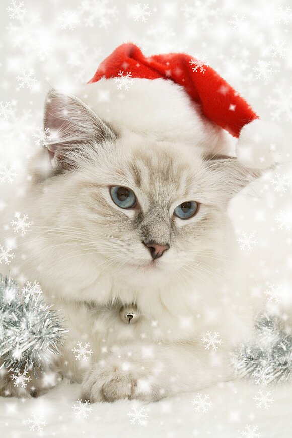 Sổ tay du lịch so tay du lich Sotaydulich Sotay Dulich Khampha Kham Pha Bui Hình ảnh ngỗ nghĩnh về động vật trong mùa noel
