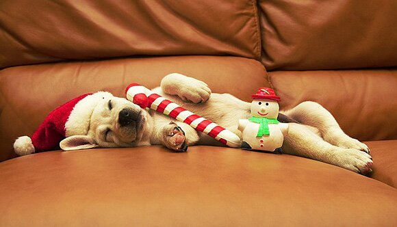 Sổ tay du lịch so tay du lich Sotaydulich Sotay Dulich Khampha Kham Pha Bui Hình ảnh ngỗ nghĩnh về động vật trong mùa noel