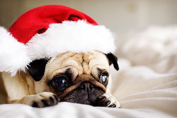 Sổ tay du lịch so tay du lich Sotaydulich Sotay Dulich Khampha Kham Pha Bui Hình ảnh ngỗ nghĩnh về động vật trong mùa noel