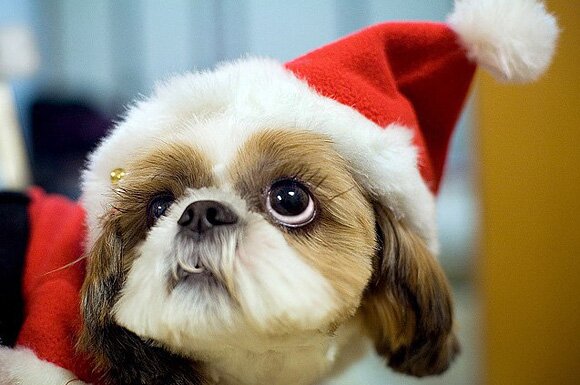 Sổ tay du lịch so tay du lich Sotaydulich Sotay Dulich Khampha Kham Pha Bui Hình ảnh ngỗ nghĩnh về động vật trong mùa noel