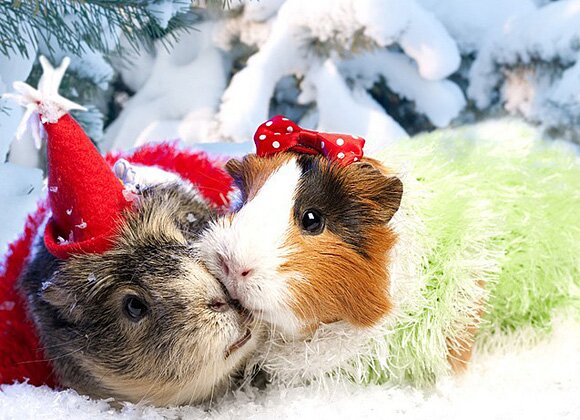 Sổ tay du lịch so tay du lich Sotaydulich Sotay Dulich Khampha Kham Pha Bui Hình ảnh ngỗ nghĩnh về động vật trong mùa noel