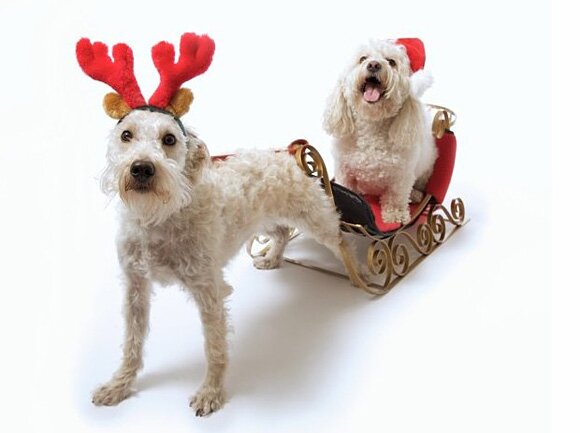 Sổ tay du lịch so tay du lich Sotaydulich Sotay Dulich Khampha Kham Pha Bui Hình ảnh ngỗ nghĩnh về động vật trong mùa noel