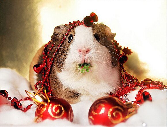 Sổ tay du lịch so tay du lich Sotaydulich Sotay Dulich Khampha Kham Pha Bui Hình ảnh ngỗ nghĩnh về động vật trong mùa noel
