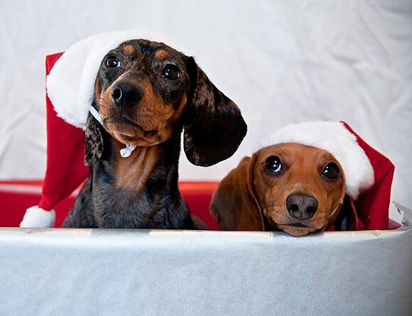 Sổ tay du lịch so tay du lich Sotaydulich Sotay Dulich Khampha Kham Pha Bui Hình ảnh ngỗ nghĩnh về động vật trong mùa noel