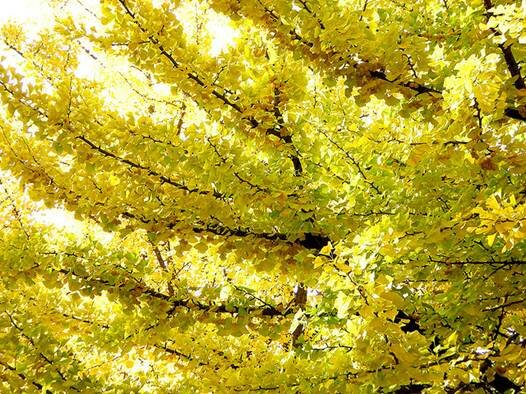 Sổ tay du lịch so tay du lich Sotaydulich Sotay Dulich Khampha Kham Pha Bui Bí ẩn Hokkaido 