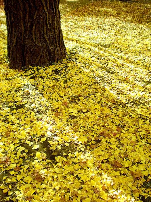 Sổ tay du lịch so tay du lich Sotaydulich Sotay Dulich Khampha Kham Pha Bui Bí ẩn Hokkaido 