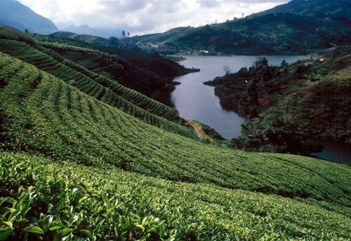 Sổ tay du lịch so tay du lich Sotaydulich Sotay Dulich Khampha Kham Pha Bui Sri Lanka giọt lệ tươi xanh vùng Nam Á