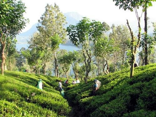 Sổ tay du lịch so tay du lich Sotaydulich Sotay Dulich Khampha Kham Pha Bui Sri Lanka giọt lệ tươi xanh vùng Nam Á