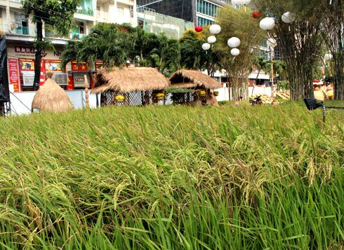 Sổ tay du lịch so tay du lich Sotaydulich Sotay Dulich Khampha Kham Pha Bui Đường hoa Nguyễn Huệ trước giờ khai mạc