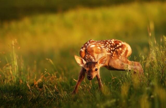 Sổ tay du lịch so tay du lich Sotaydulich Sotay Dulich Khampha Kham Pha Bui 25 bức hình động vật đẹp nhất chia sẻ trên Stumbleupon