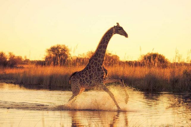 Sổ tay du lịch so tay du lich Sotaydulich Sotay Dulich Khampha Kham Pha Bui 25 bức hình động vật đẹp nhất chia sẻ trên Stumbleupon
