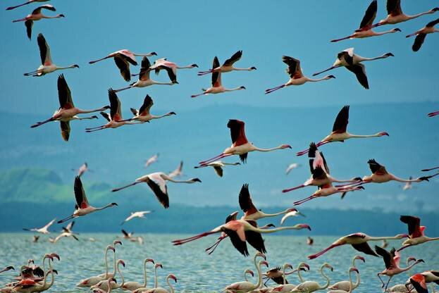 Sổ tay du lịch so tay du lich Sotaydulich Sotay Dulich Khampha Kham Pha Bui Nakuru Thiên đường của chim hồng hạc