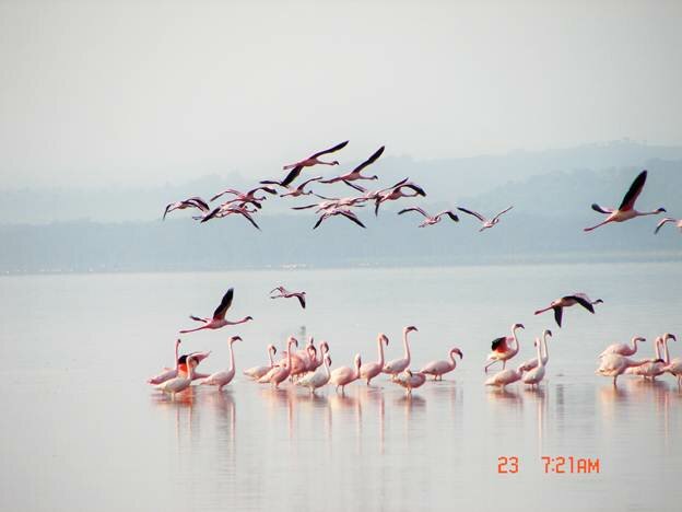 Sổ tay du lịch so tay du lich Sotaydulich Sotay Dulich Khampha Kham Pha Bui Nakuru Thiên đường của chim hồng hạc