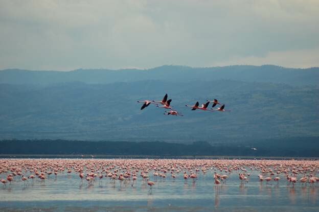 Sổ tay du lịch so tay du lich Sotaydulich Sotay Dulich Khampha Kham Pha Bui Nakuru Thiên đường của chim hồng hạc