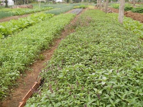 Sổ tay du lịch so tay du lich Sotaydulich Sotay Dulich Khampha Kham Pha Bui Về làng rau Trà Quế