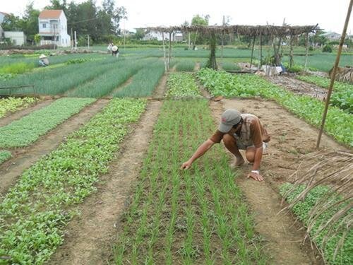 Sổ tay du lịch so tay du lich Sotaydulich Sotay Dulich Khampha Kham Pha Bui Về làng rau Trà Quế