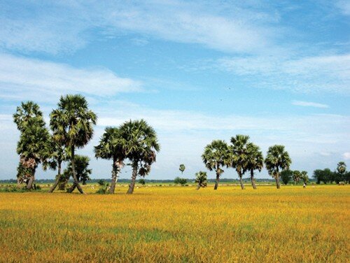 Sổ tay du lịch so tay du lich Sotaydulich Sotay Dulich Khampha Kham Pha Bui Thơm thảo chùa Bánh Xèo