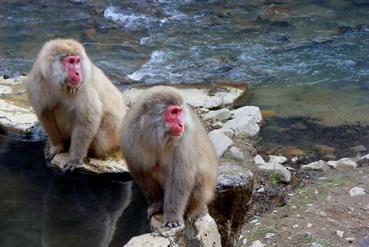  Sổ tay du lịch so tay du lich Sotaydulich Sotay Dulich Khampha Kham Pha Bui Jigokudani nơi lý tưởng của khỉ tuyết