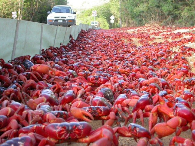 Sổ tay du lịch so tay du lich Sotaydulich Sotay Dulich Khampha Kham Pha Bui Red Crab loài cua nhuộm đỏ đảo Christmas