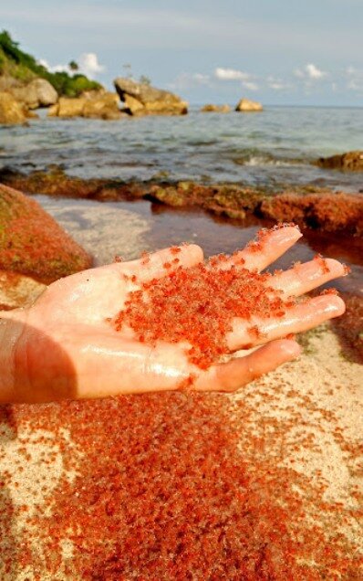 Sổ tay du lịch so tay du lich Sotaydulich Sotay Dulich Khampha Kham Pha Bui Red Crab loài cua nhuộm đỏ đảo Christmas