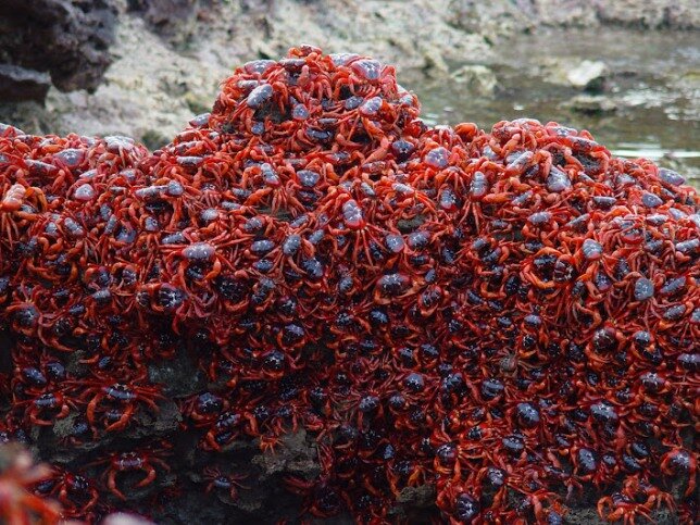 Sổ tay du lịch so tay du lich Sotaydulich Sotay Dulich Khampha Kham Pha Bui Red Crab loài cua nhuộm đỏ đảo Christmas