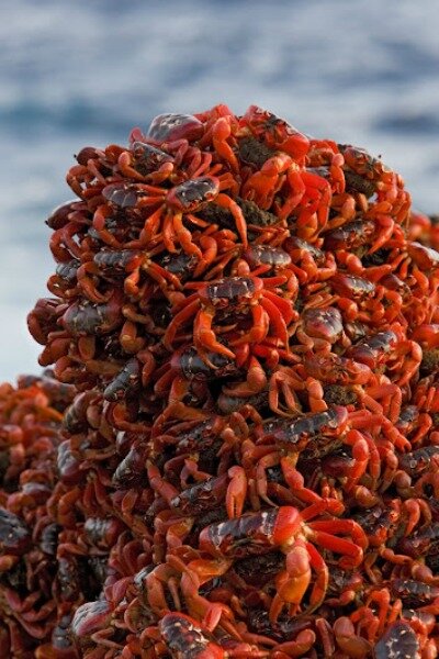 Sổ tay du lịch so tay du lich Sotaydulich Sotay Dulich Khampha Kham Pha Bui Red Crab loài cua nhuộm đỏ đảo Christmas