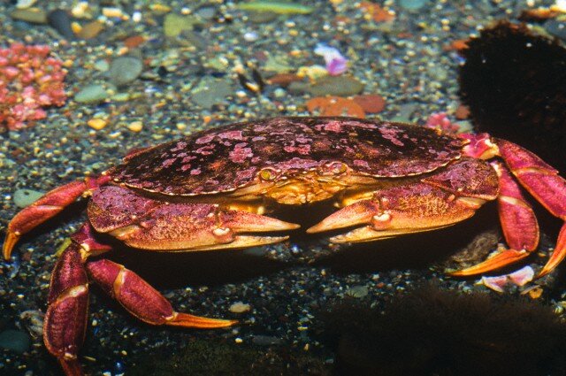 Sổ tay du lịch so tay du lich Sotaydulich Sotay Dulich Khampha Kham Pha Bui Red Crab loài cua nhuộm đỏ đảo Christmas