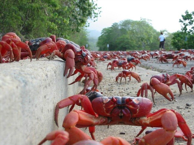 Sổ tay du lịch so tay du lich Sotaydulich Sotay Dulich Khampha Kham Pha Bui Red Crab loài cua nhuộm đỏ đảo Christmas