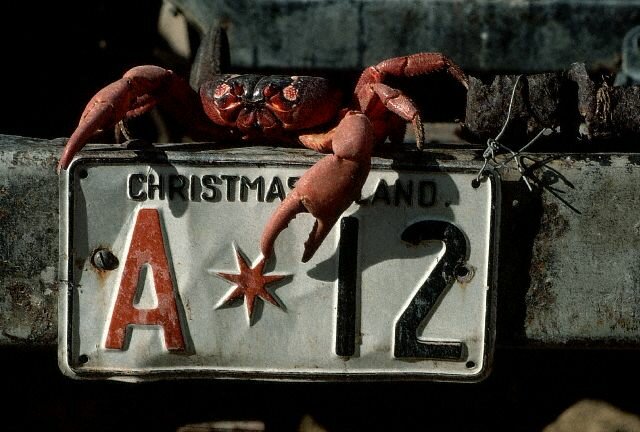 Sổ tay du lịch so tay du lich Sotaydulich Sotay Dulich Khampha Kham Pha Bui Red Crab loài cua nhuộm đỏ đảo Christmas