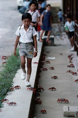 Sổ tay du lịch so tay du lich Sotaydulich Sotay Dulich Khampha Kham Pha Bui Red Crab loài cua nhuộm đỏ đảo Christmas