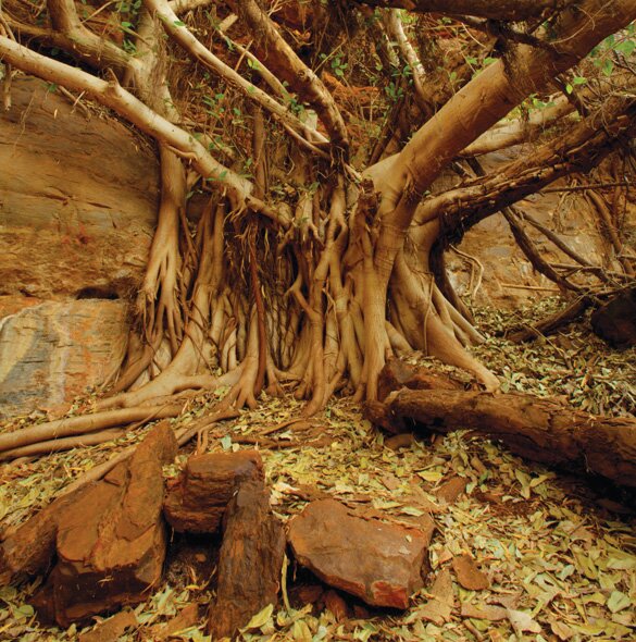 Sổ tay du lịch so tay du lich Sotaydulich Sotay Dulich Khampha Kham Pha Bui Thế giới hoang dã ở Karijini
