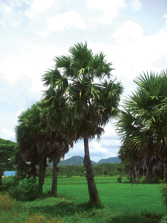 Sổ tay du lịch so tay du lich Sotaydulich Sotay Dulich Khampha Kham Pha Bui Tìm vẻ đẹp vùng Bảy Núi ở Tri Tôn