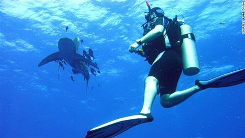 Sổ tay du lịch so tay du lich Sotaydulich Sotay Dulich Khampha Kham Pha Bui Mạo hiểm tour bơi cùng cá mập