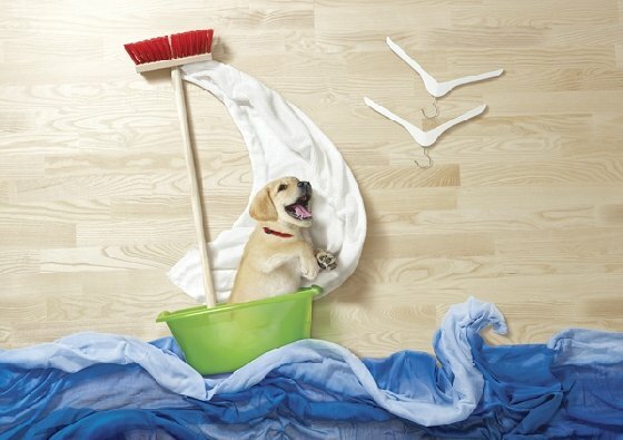 Sổ tay du lịch so tay du lich Sotaydulich Sotay Dulich Khampha Kham Pha Bui Ngộ nghĩnh chú chó và mèo với những vật dụng trong nhà