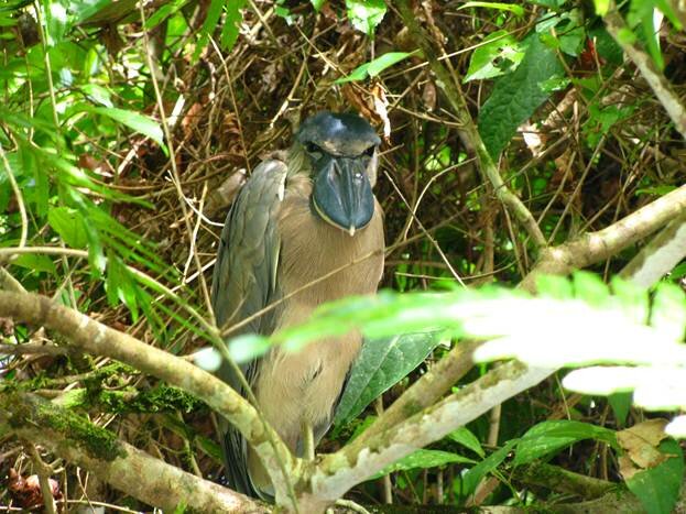 Sổ tay du lịch so tay du lich Sotaydulich Sotay Dulich Khampha Kham Pha Bui Khám phá thiên nhiên ở Costa Rica