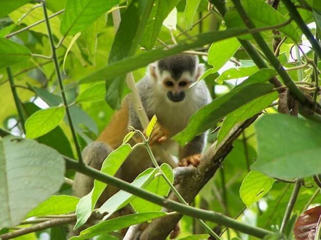 Sổ tay du lịch so tay du lich Sotaydulich Sotay Dulich Khampha Kham Pha Bui Khám phá thiên nhiên ở Costa Rica
