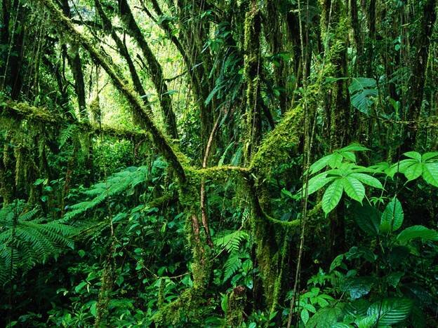 Sổ tay du lịch so tay du lich Sotaydulich Sotay Dulich Khampha Kham Pha Bui Khám phá thiên nhiên ở Costa Rica