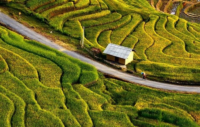 Sổ tay du lịch so tay du lich Sotaydulich Sotay Dulich Khampha Kham Pha Bui Mùa vàng Bát Xát