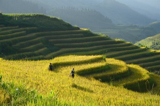 Sổ tay du lịch so tay du lich Sotaydulich Sotay Dulich Khampha Kham Pha Bui Mùa vàng Bát Xát