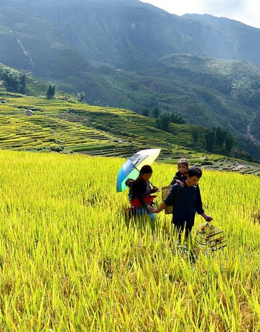 Sổ tay du lịch so tay du lich Sotaydulich Sotay Dulich Khampha Kham Pha Bui Mùa vàng Bát Xát