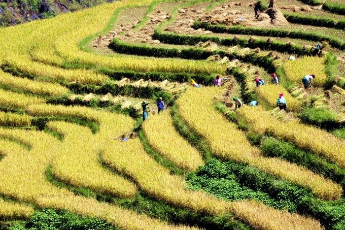 Sổ tay du lịch so tay du lich Sotaydulich Sotay Dulich Khampha Kham Pha Bui Ngắm ruộng bậc thang thượng du mùa lúa chín
