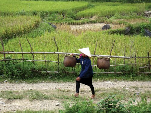 Sổ tay du lịch so tay du lich Sotaydulich Sotay Dulich Khampha Kham Pha Bui Tú Lệ mùa lúa chín