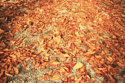 Sổ tay du lịch so tay du lich Sotaydulich Sotay Dulich Khampha Kham Pha Bui Vẻ thanh bình của Bern khi vào thu
