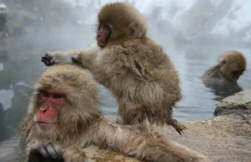 Sổ tay du lịch so tay du lich Sotaydulich Sotay Dulich Khampha Kham Pha Bui Khỉ núi tuyết ngâm nước khoáng nóng ở Jigokudani 