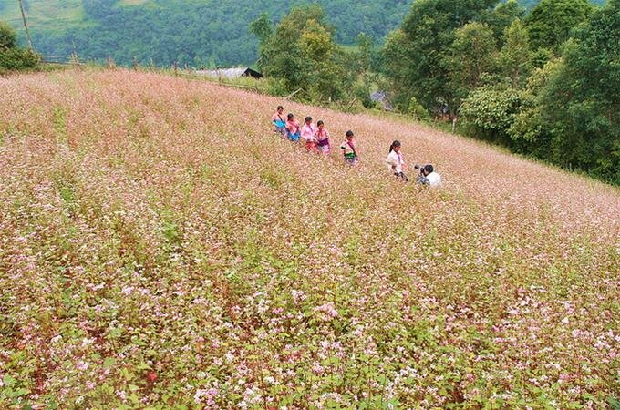Sổ tay du lịch so tay du lich Sotaydulich Sotay Dulich Khampha Kham Pha Bui Hà Giang mùa hoa tam giác mạch
