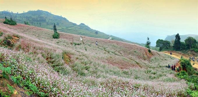 Sổ tay du lịch so tay du lich Sotaydulich Sotay Dulich Khampha Kham Pha Bui Hà Giang mùa hoa tam giác mạch